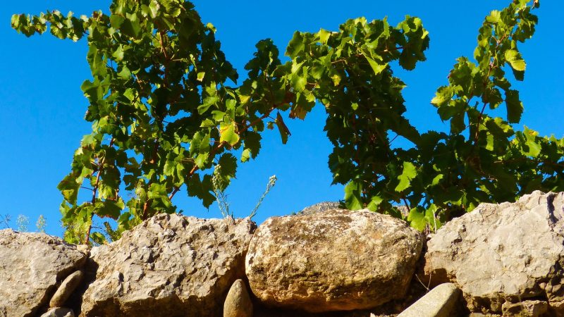 Mord im Weinberg | KrimiGottesdienst