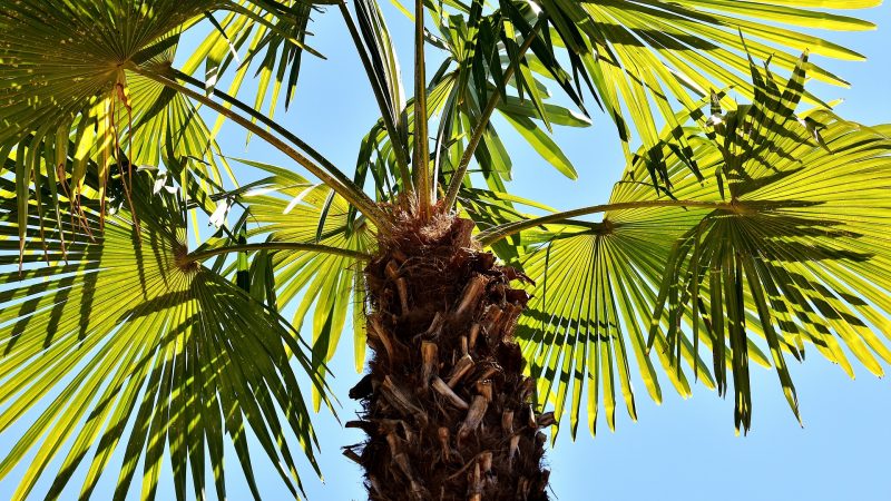 Palm-Sonntag | 2.4. | 11 Uhr