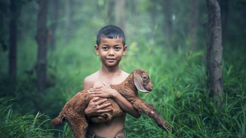 Von Hirten und Herden