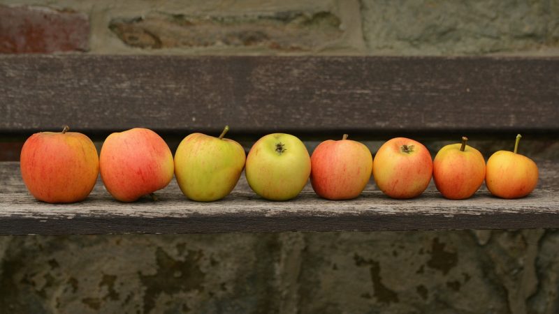 ERNTE-DANK-FEST | So. | 8.10. | 11 Uhr | Zion