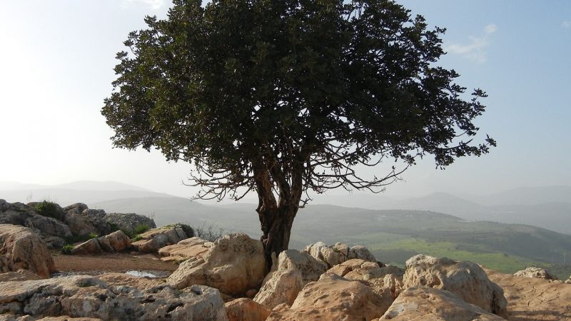 Bibel im Gespräch | Do. 04.12. um 18 Uhr in Zion