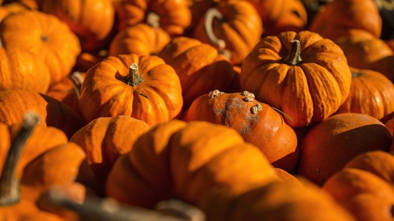 Herbst-Fest | Di. | 24. Oktober | Spielplatz