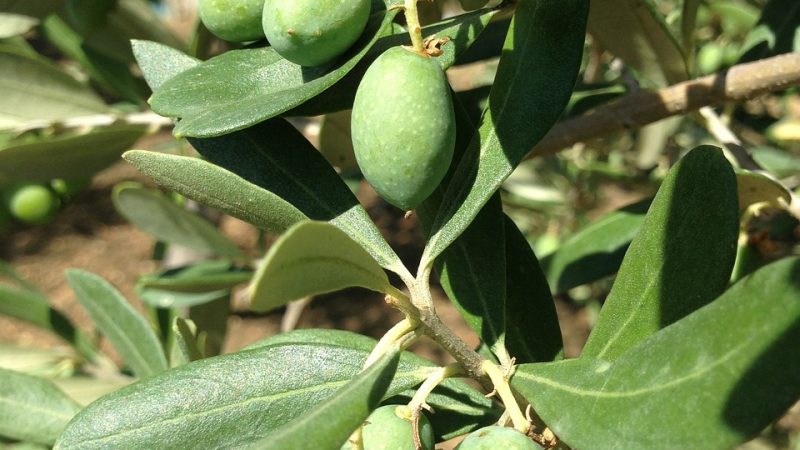 Einer für alle – Alle für einen | Gottesdienst | 4.8. | Zion | 11 Uhr