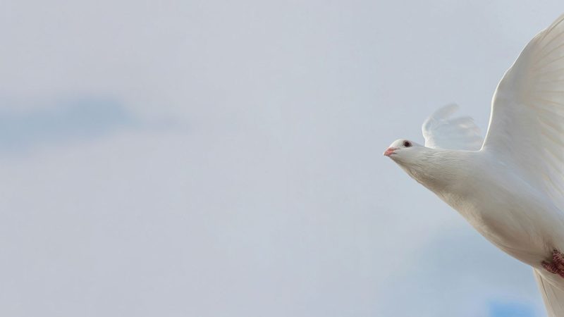 Pfingsten | Mut vom Himmel | 11 Uhr | 8.6.25